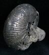 Pyritized Ammonite From Russia - #7283-2